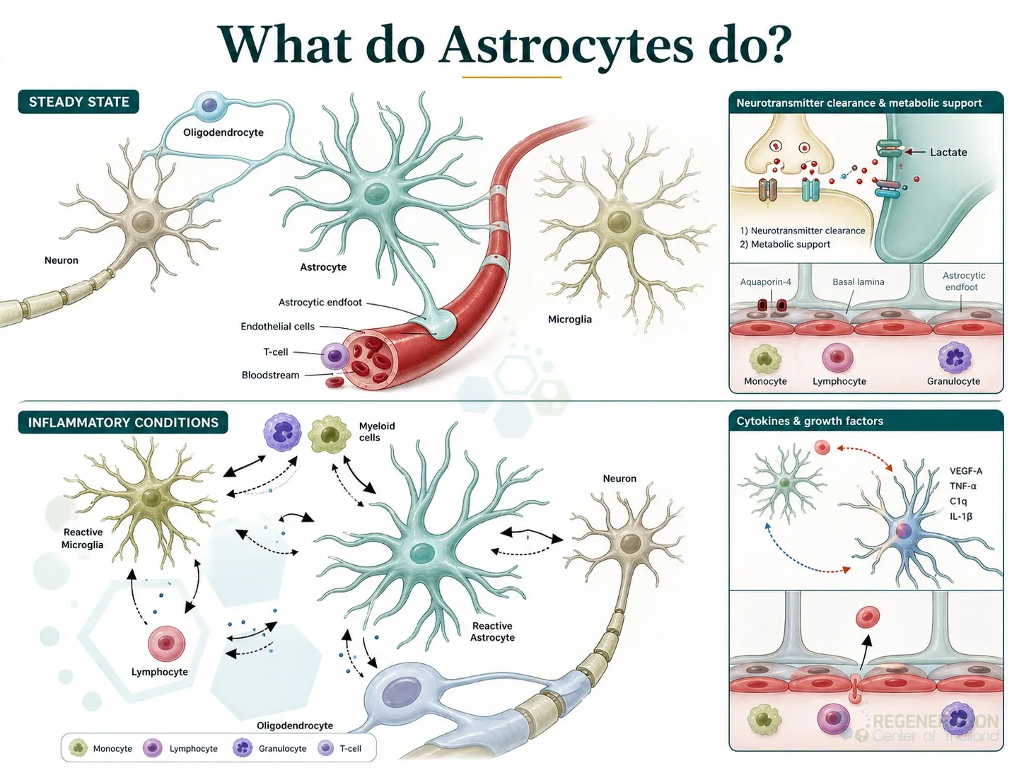 Astrocyte response and neural support cells, unverified draft for editorial review