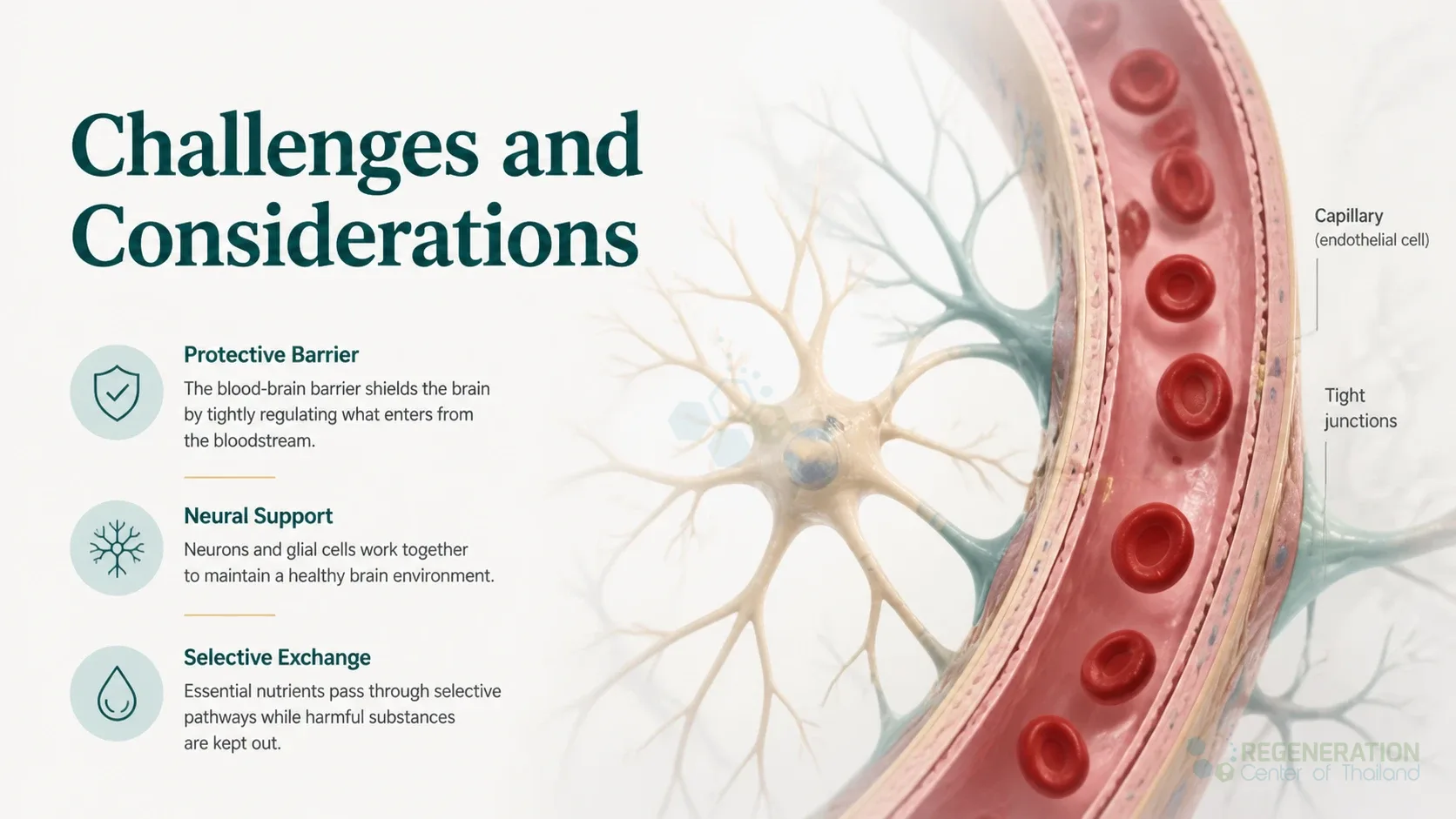 Neural cells and a blood vessel