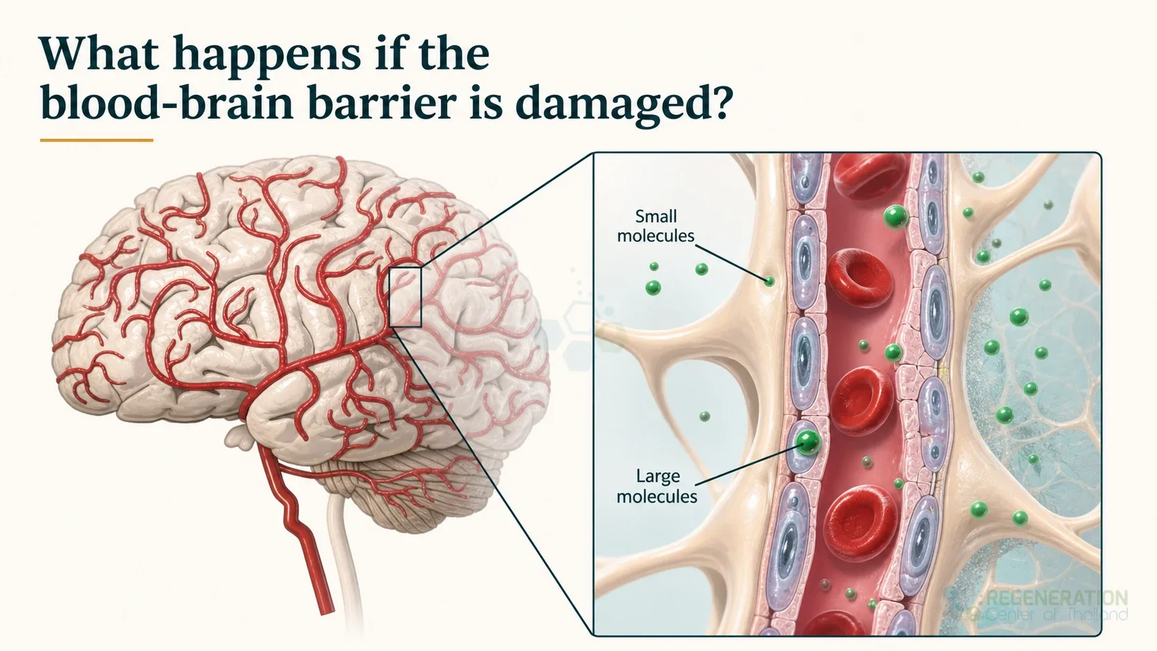 Diagram showing how small and large molecules interact with the blood-brain barrier for Blood Brain Barrier: Protective Function & Bypassing Techniques.