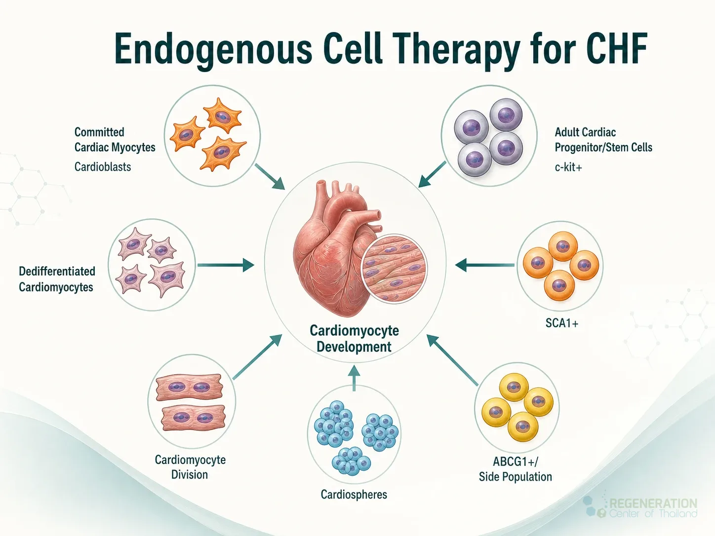 Clinical editorial image for Endogenous Cell Therapy for CHF, including the section headline.