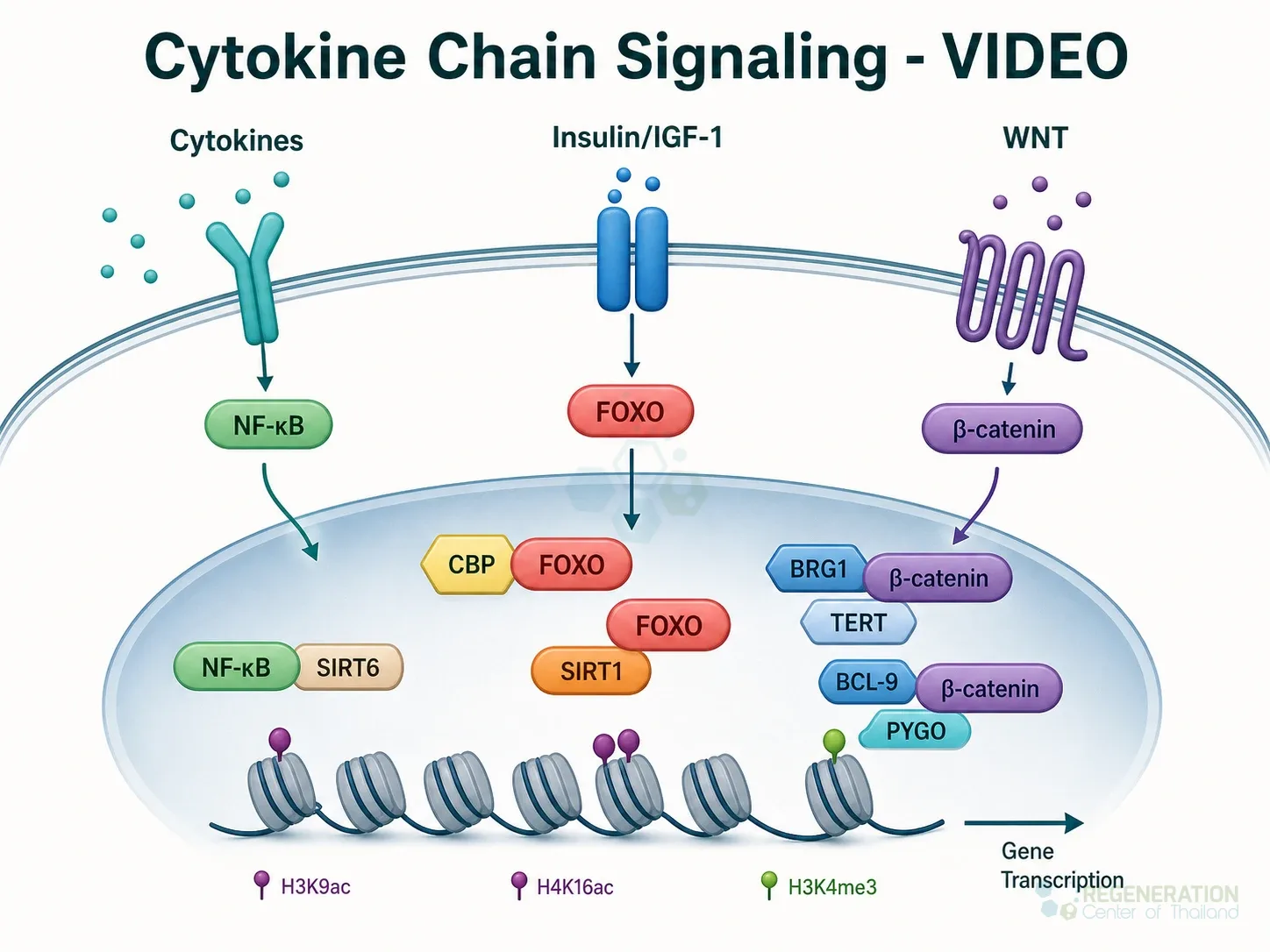 Cytokine gene regulation, unverified draft for editorial review