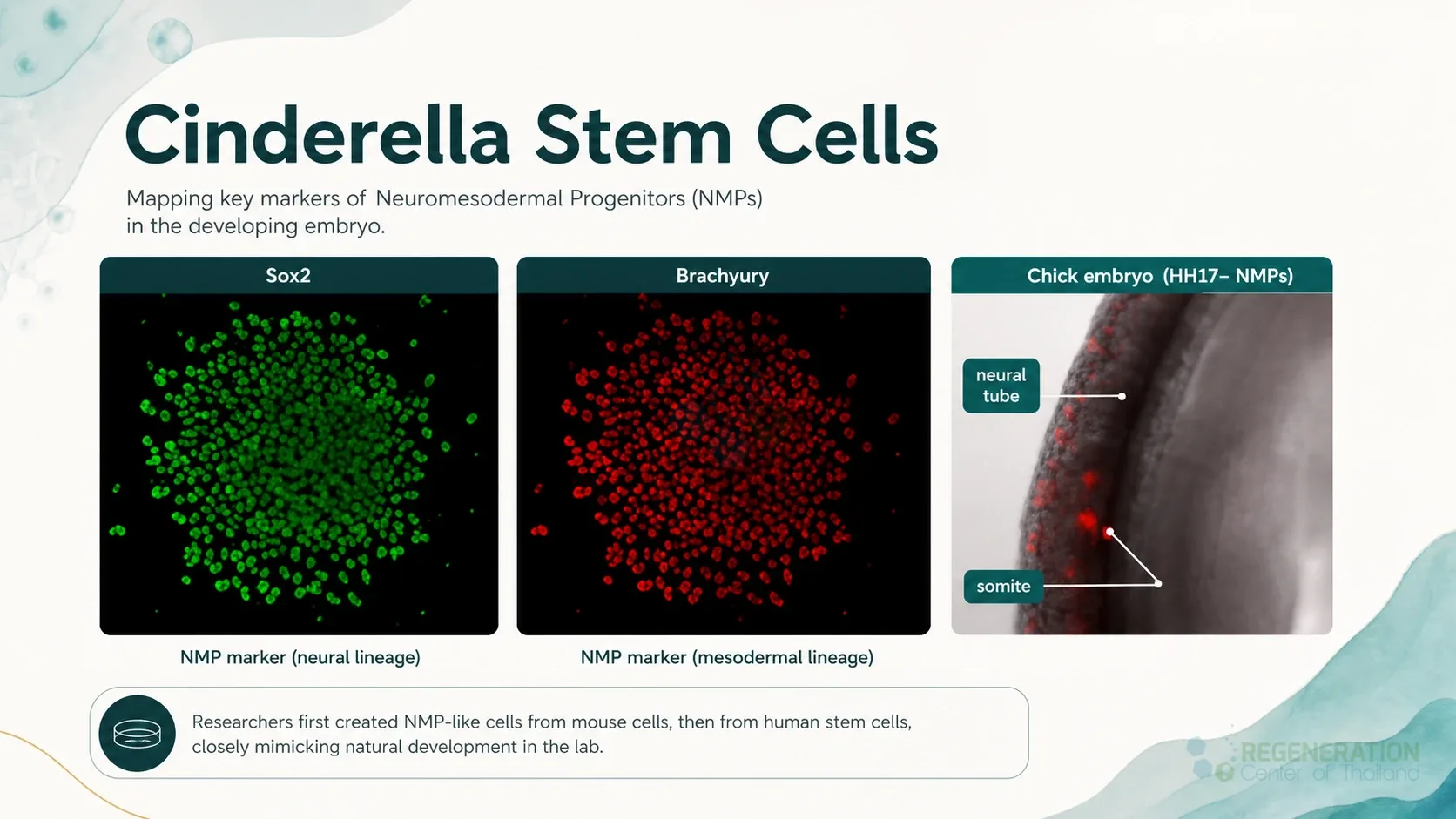 Neuromesodermal progenitor marker panels, unverified draft for editorial review