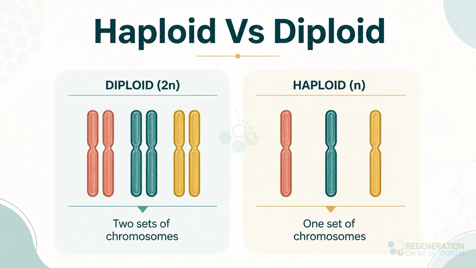 Haploid and diploid chromosome comparison, unverified draft for review