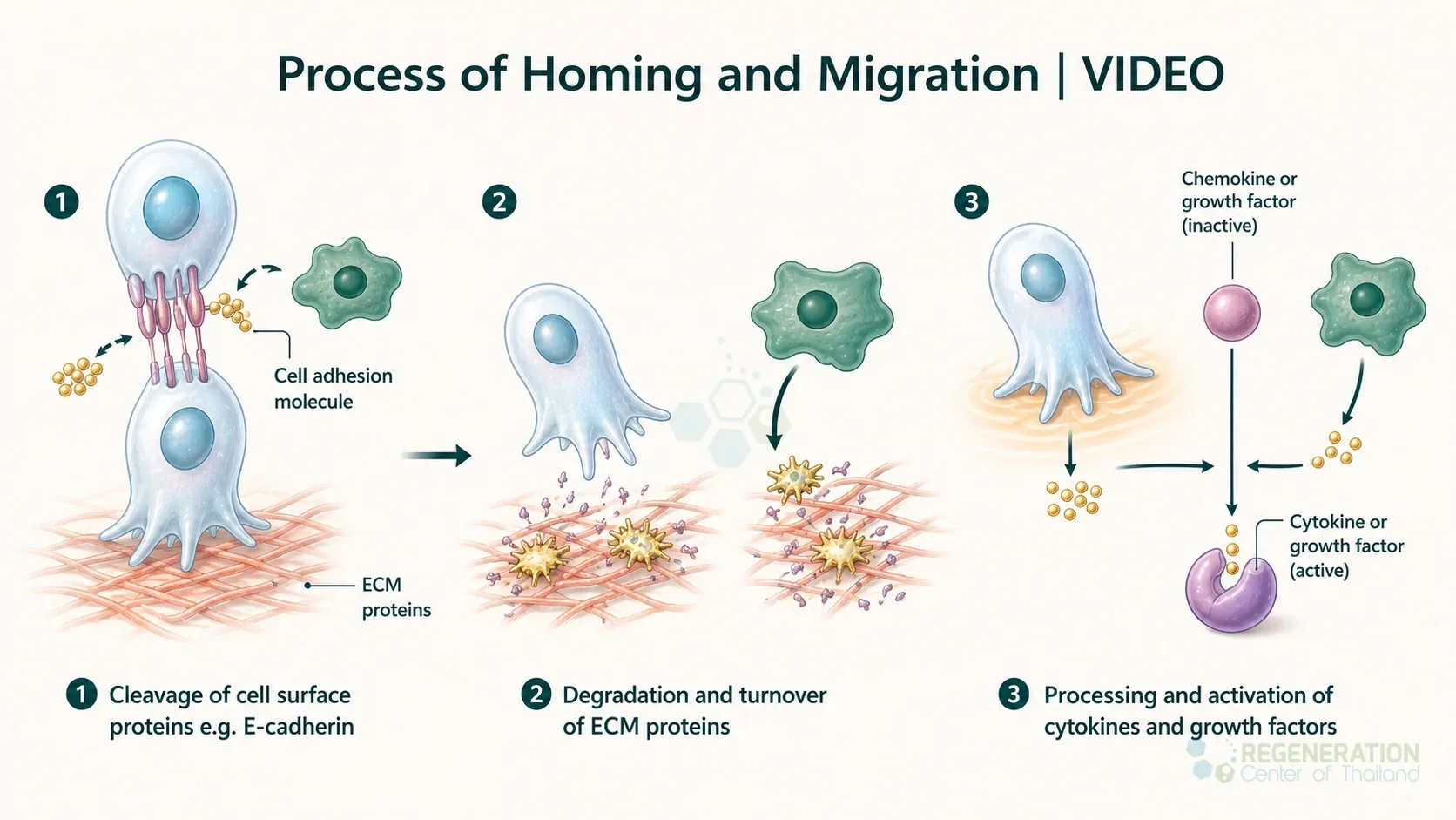 Cell adhesion and mesenchymal stem cell migration, unverified draft for editorial review