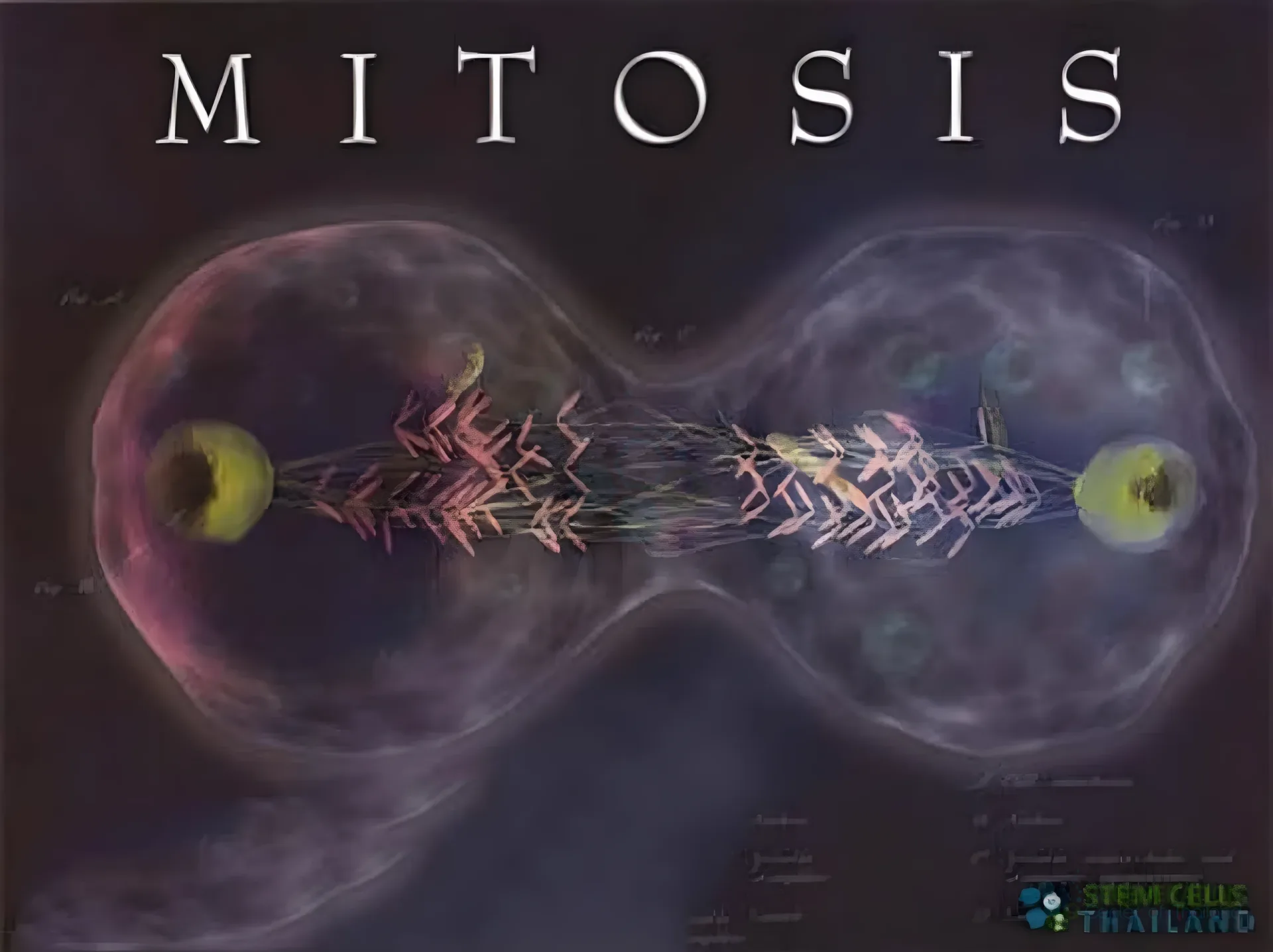 Enhanced visual alternative for Illustration of chromosome separation during mitosis