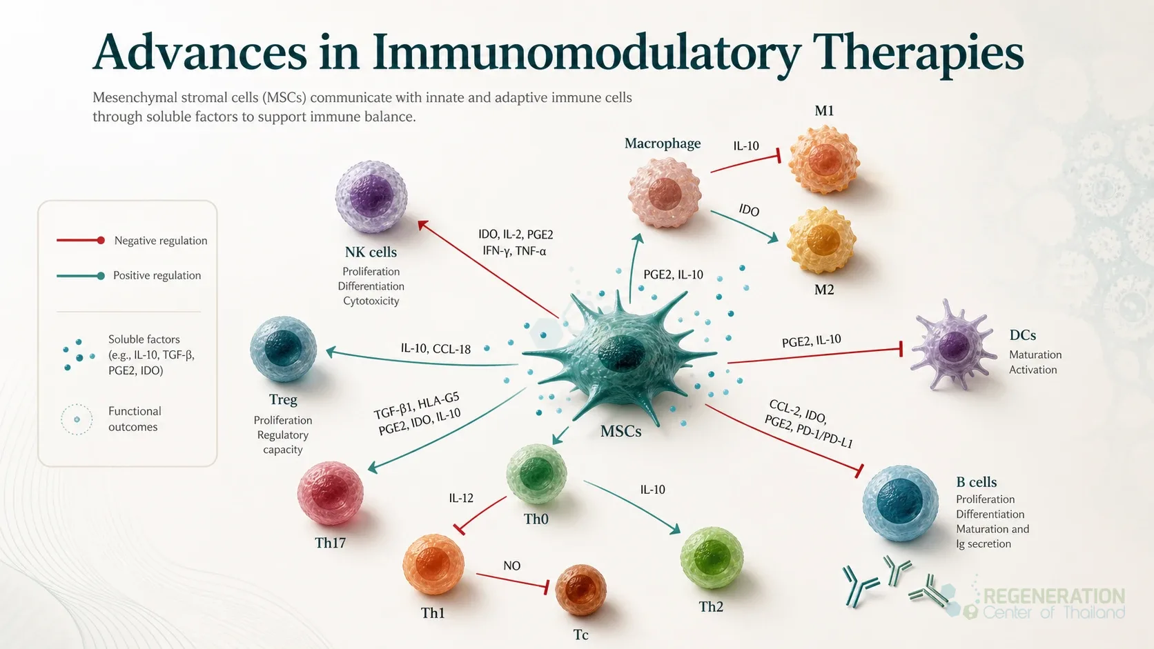 Mesenchymal cell immunomodulation signaling, unverified draft for editorial review