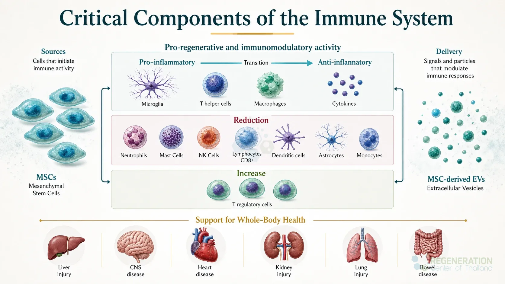 Immunomodulation-Regulation-of-the-Immune-System for Immunomodulation & the Regulation of the Immune System.