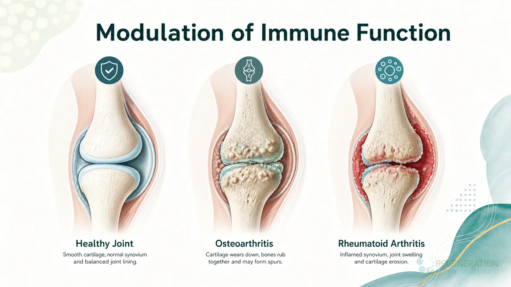 Clinical editorial image for ModulationΒ ofΒ ImmuneΒ Function, including the section headline.