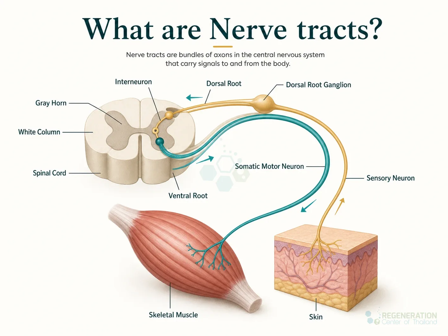 Clean clinical illustration for What are Nerve tracts? with concise explanatory text.