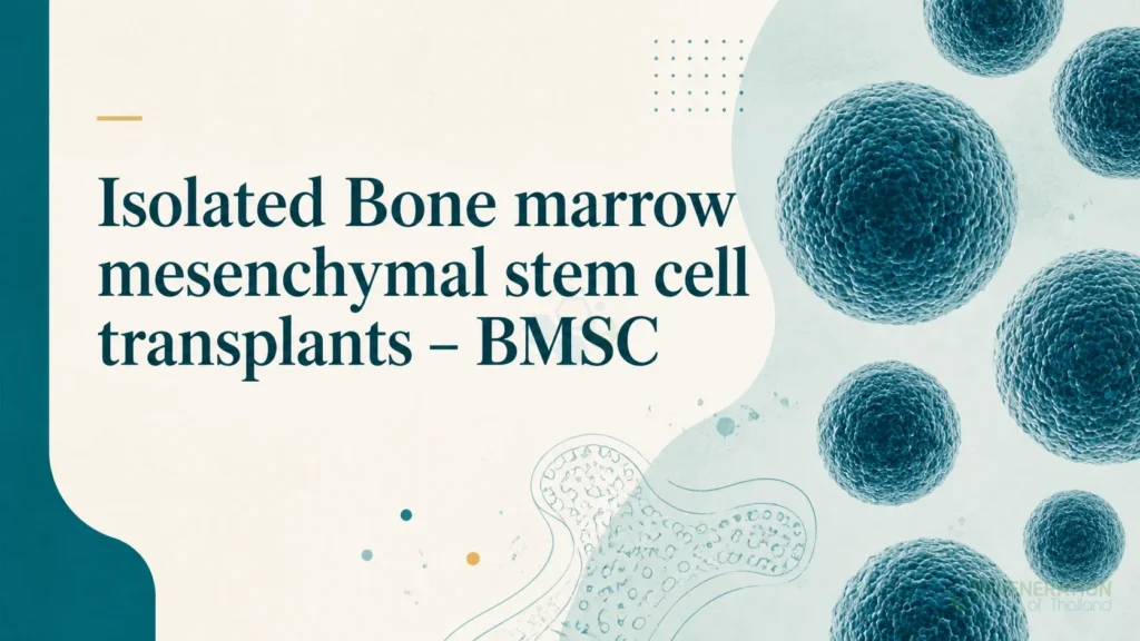 Clean clinical illustration of bone marrow mesenchymal stem cells