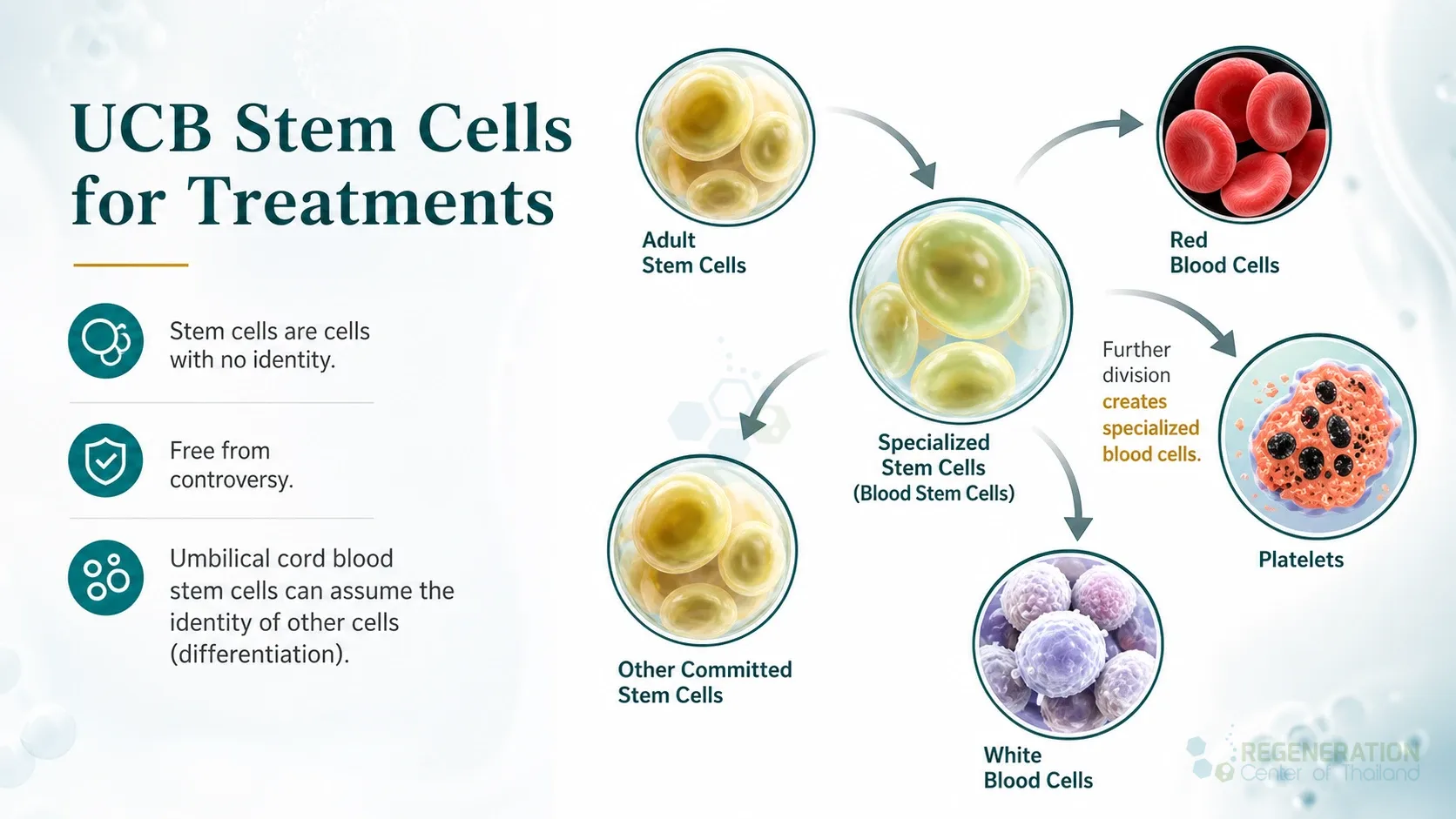 Umbilical cord blood stem cell differentiation, unverified draft for editorial review