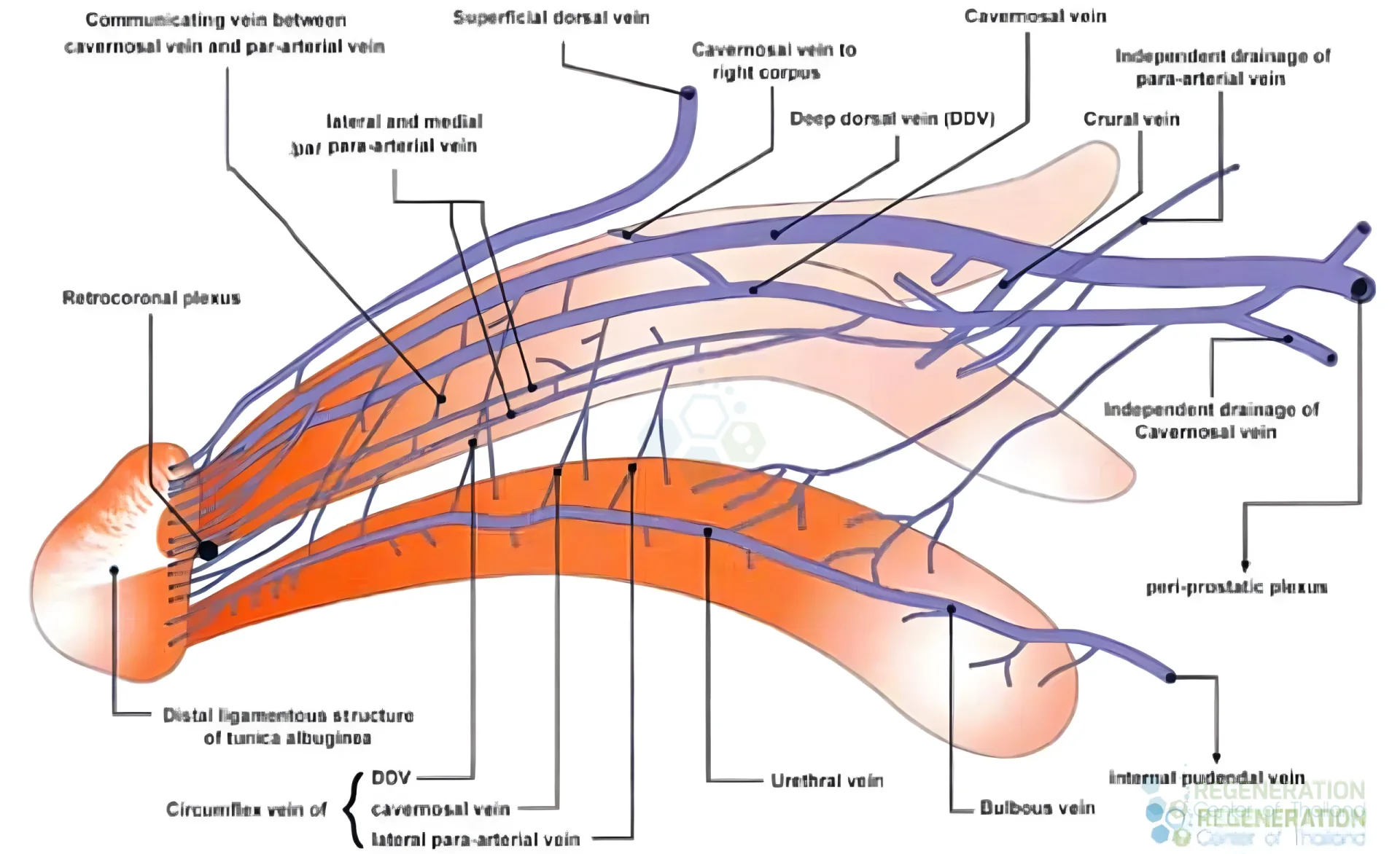 Enhanced visual alternative for Treat-Erectile-Dysfunction-thailand – media repair