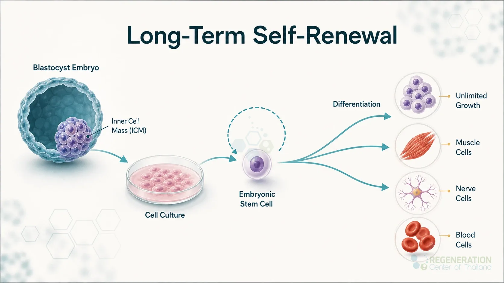 Embryonic cell derivation and self-renewal, unverified draft for review