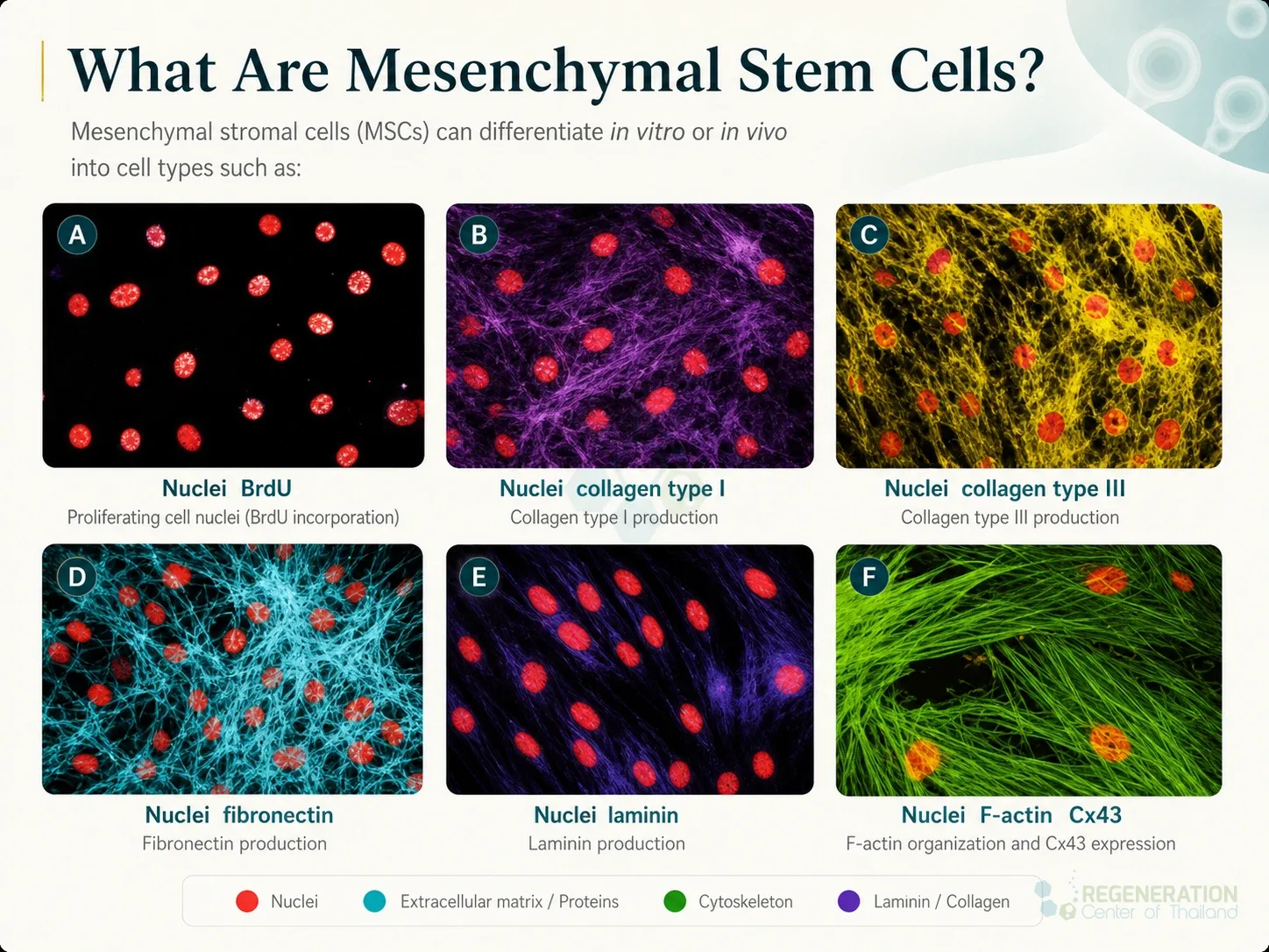 Fluorescence microscopy panels showing markers across mesenchymal cell lineages for Mesenchymal Stem Cell Isolation & Expansion of MSC+ Cells.