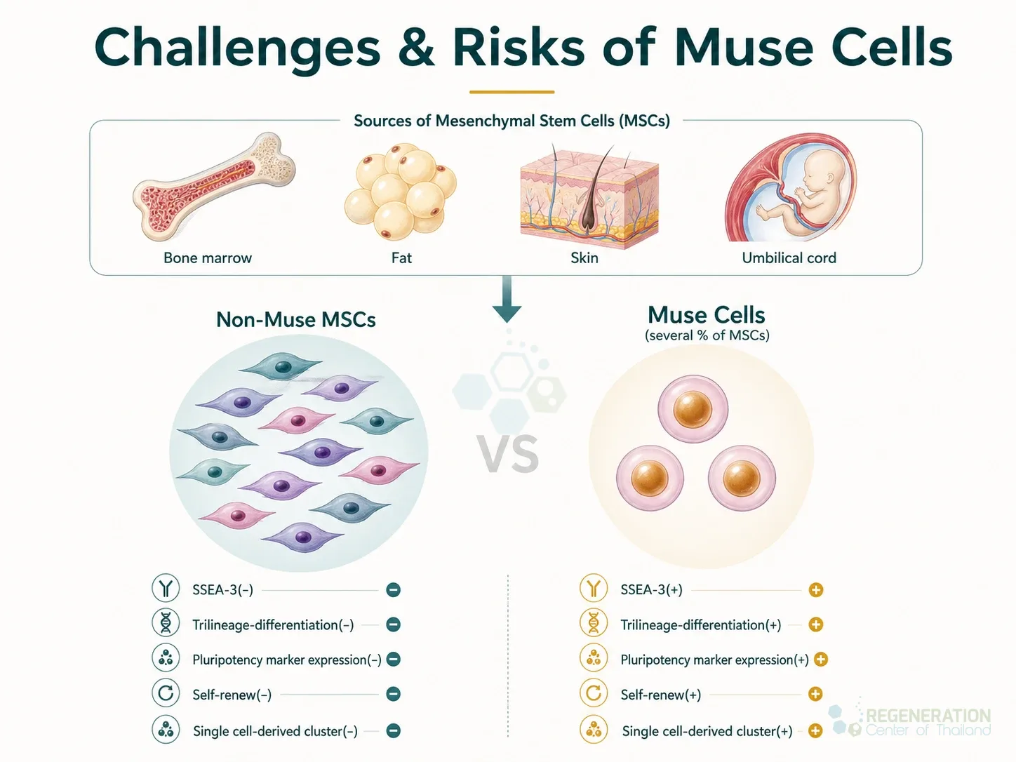 Muse cell characteristics and tissue sources, unverified draft for editorial review