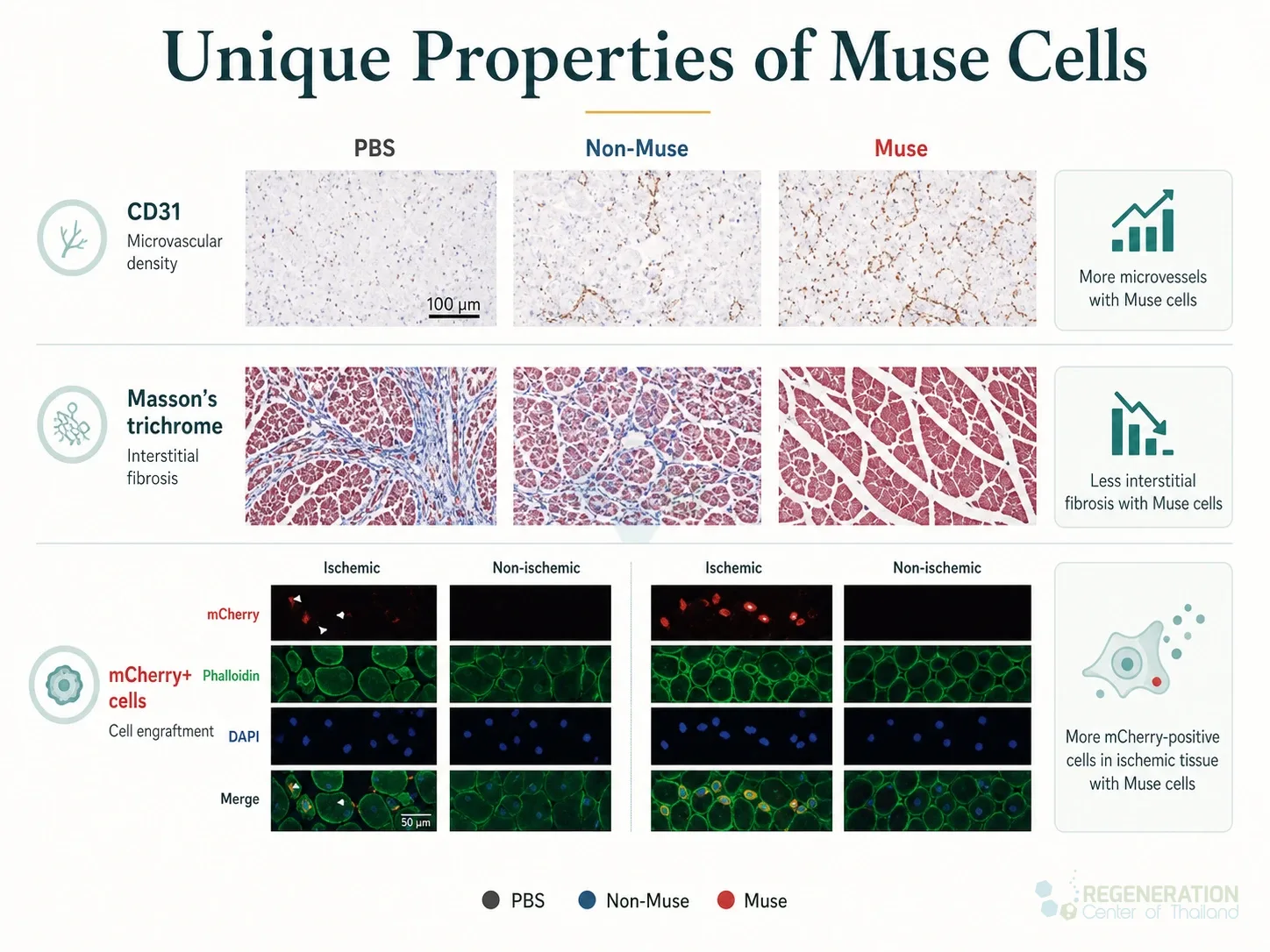 Research panels comparing tissue response after PBS, non-Muse and Muse cell treatment for Muse Cells: Endogenous Non‑Cancerous Pluripotent Stem Cells.