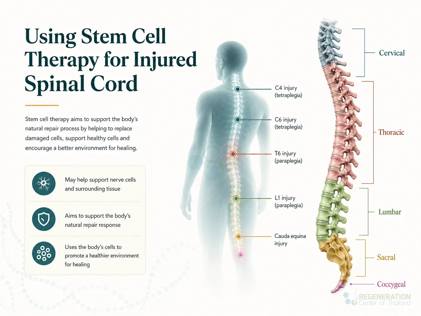 Clinical editorial image for Using Stem Cell Therapy for Injured Spinal Cord, including the section headline.