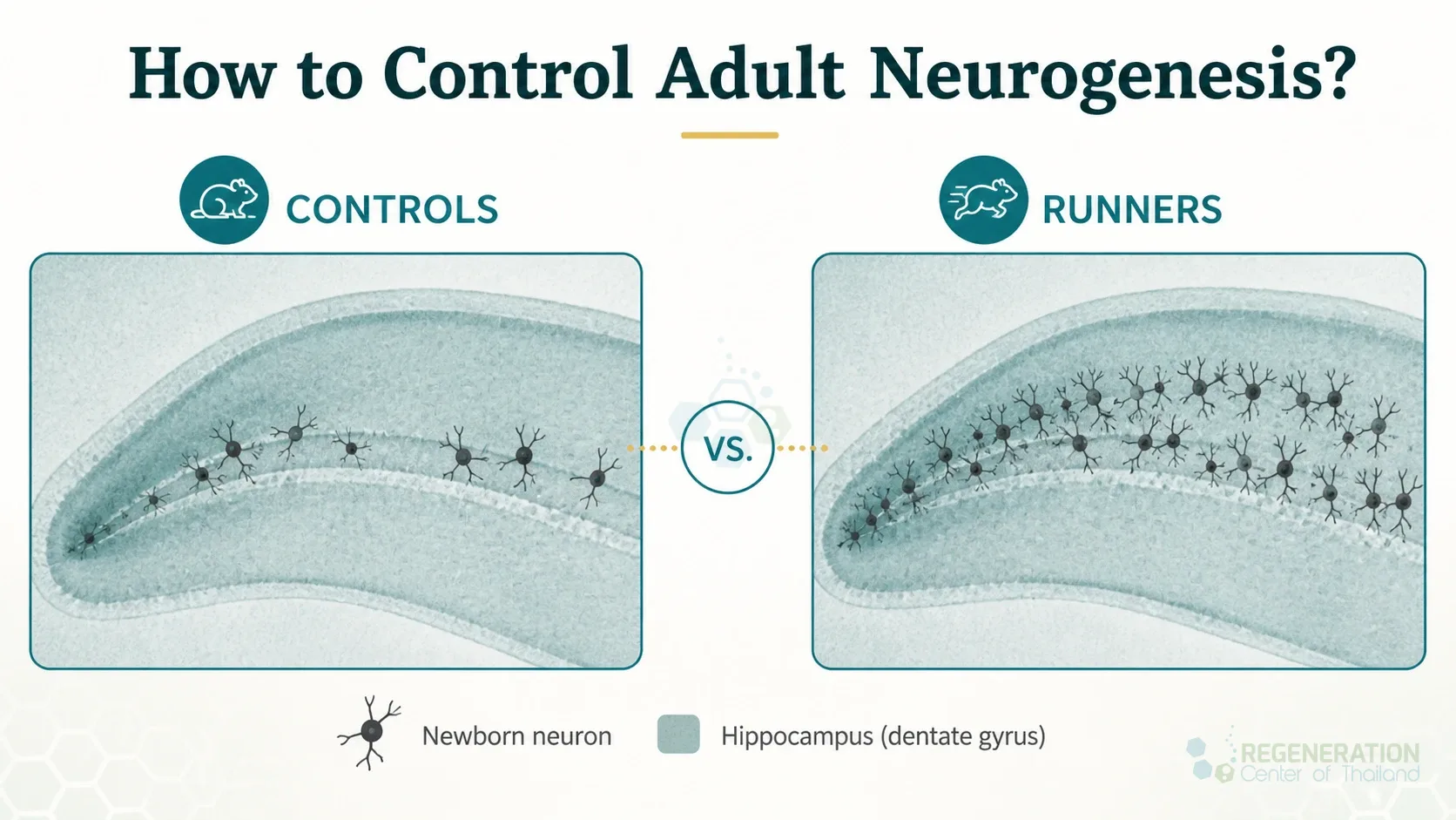 Research figure comparing hippocampal neurogenesis in control mice and runners for Neurogenesis How To Grow New Brain Cells Naturally.