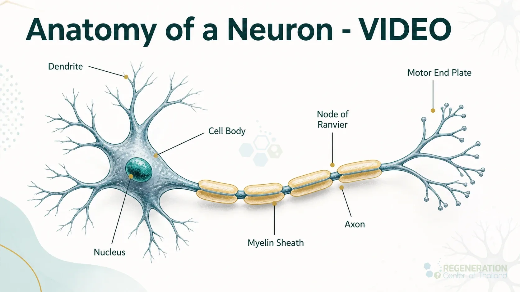 Neuron anatomy and structure, unverified draft for editorial review