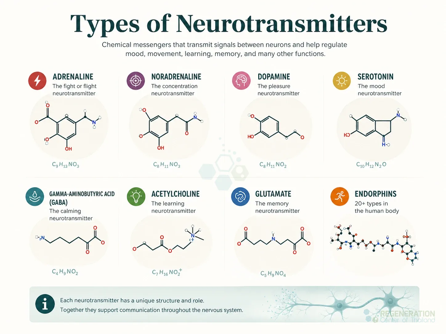 structures-of-neurotransmitters for Neuron Synaptic Connections & The Function of Neurotransmitters.