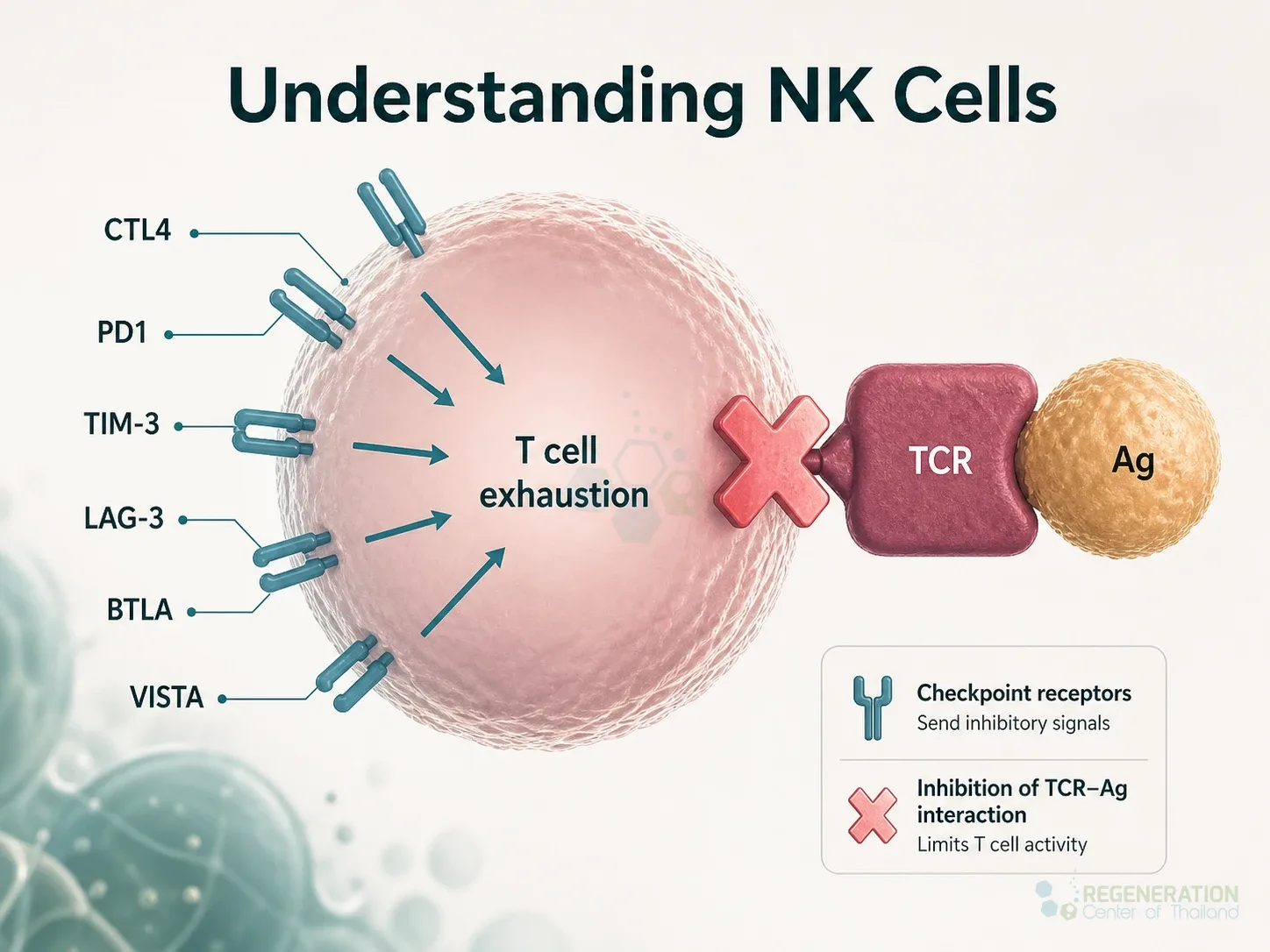 Immune checkpoint receptor diagram, unverified draft for editorial review