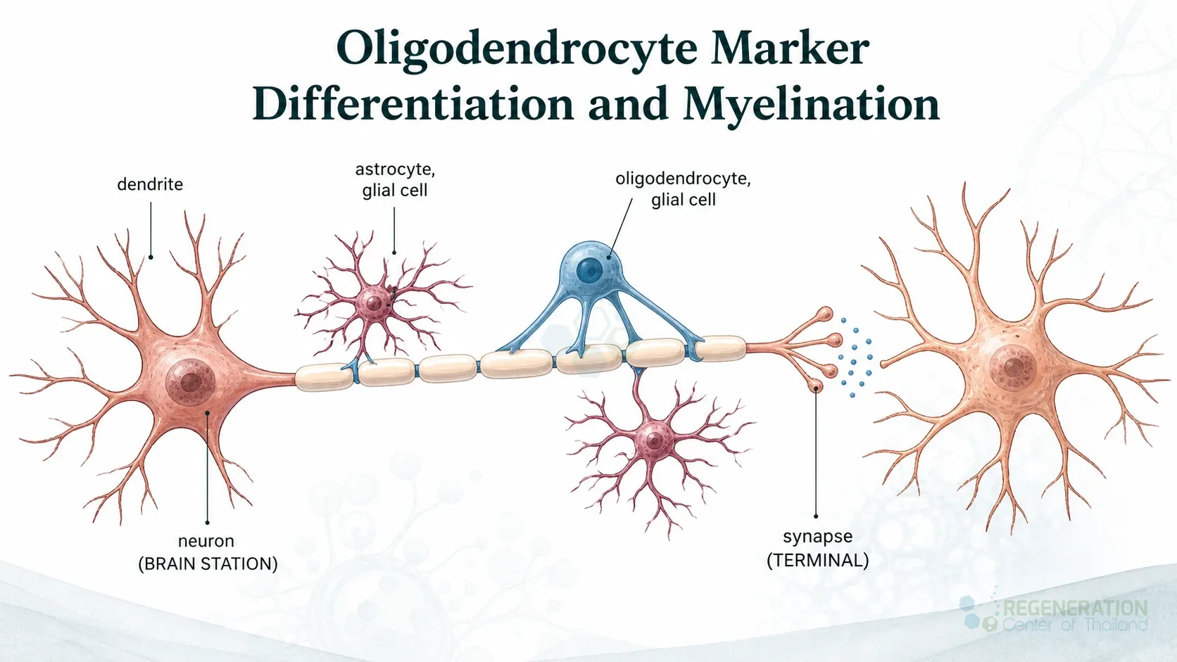 Oligodendrocyte support and myelination, unverified draft for editorial review