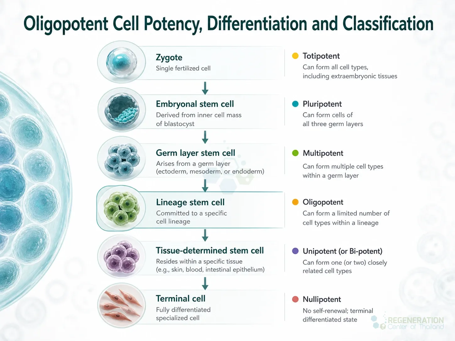 Cell potency hierarchy from a totipotent zygote to a terminal nullipotent cell for Oligopotent Cell Potency, Differentiation and Classification.