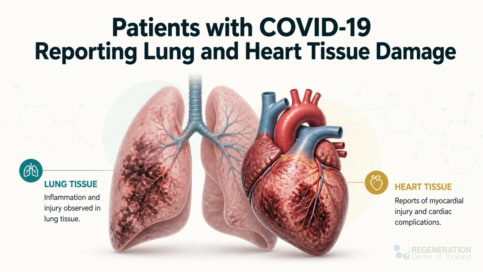 COVID-19 effects on the heart and lungs