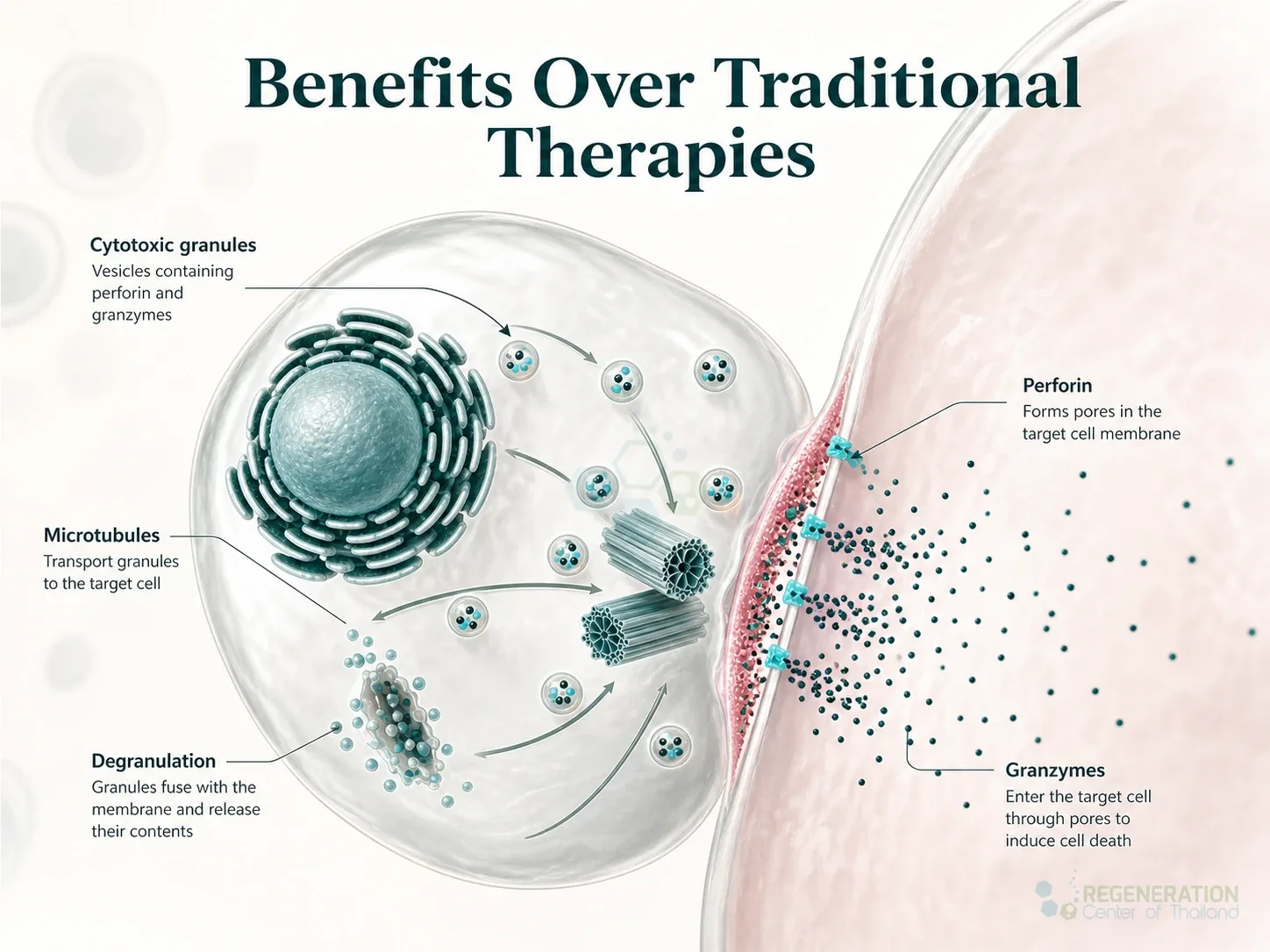 Natural killer cell cytotoxic granule concept, unverified draft for editorial review