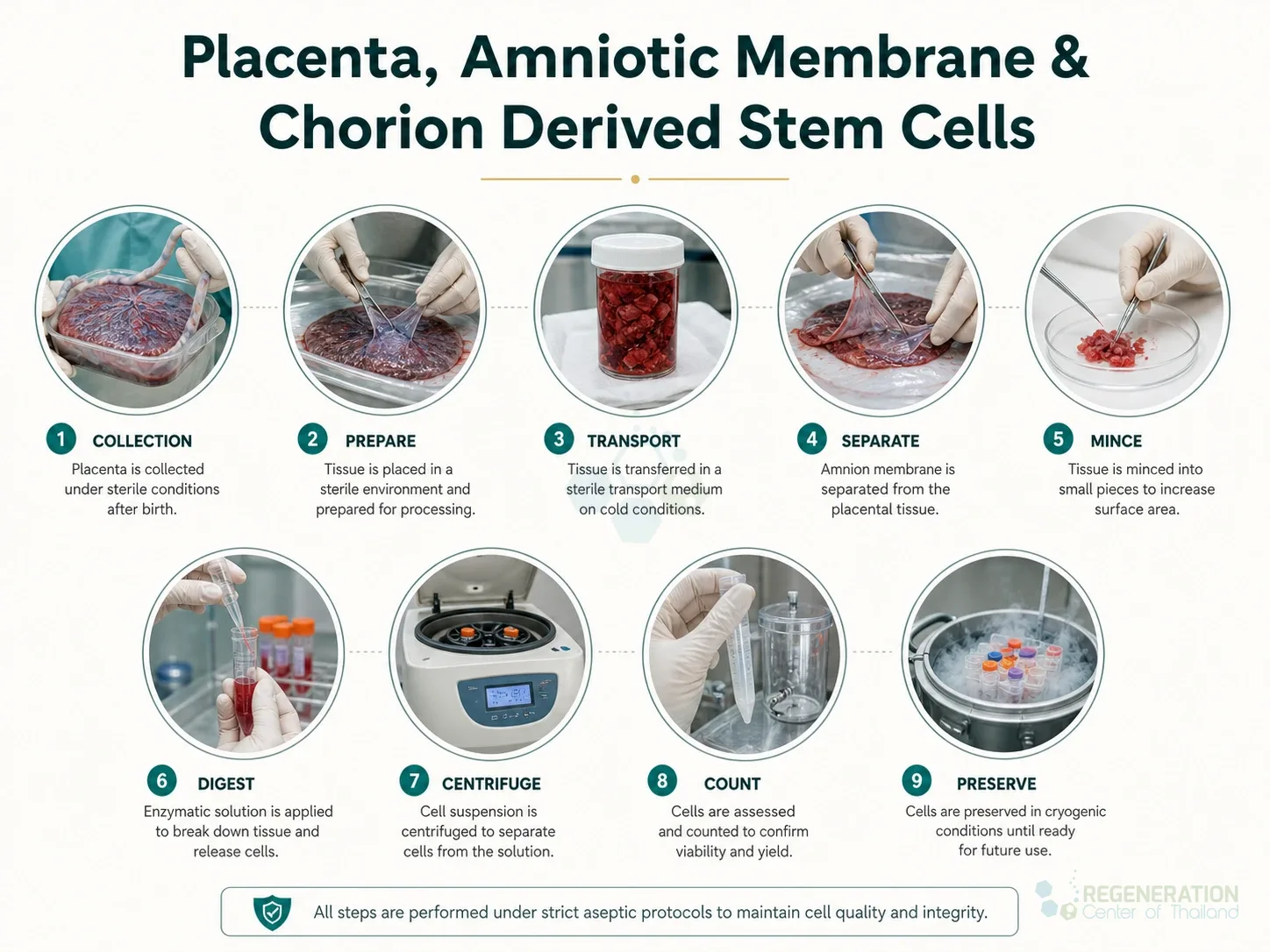 Placental tissue collection and laboratory processing workflow for Placenta, Amniotic Membrane & Chorion Derived Stem Cells.