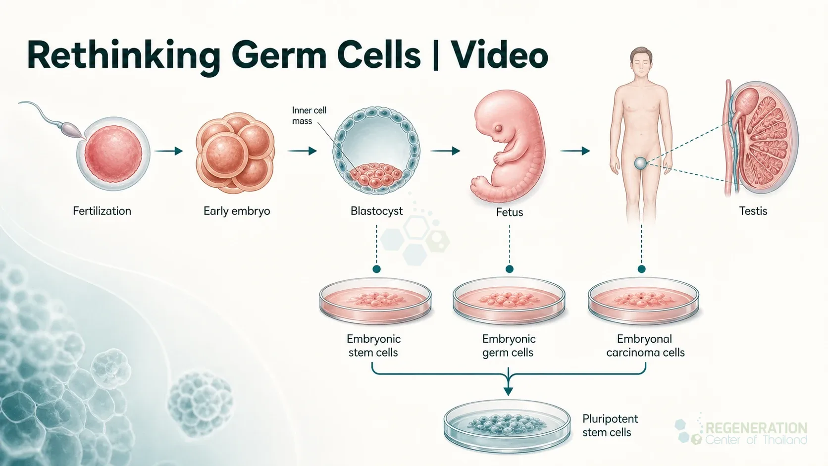 Embryonic germ cell derivation concept, unverified draft for editorial review