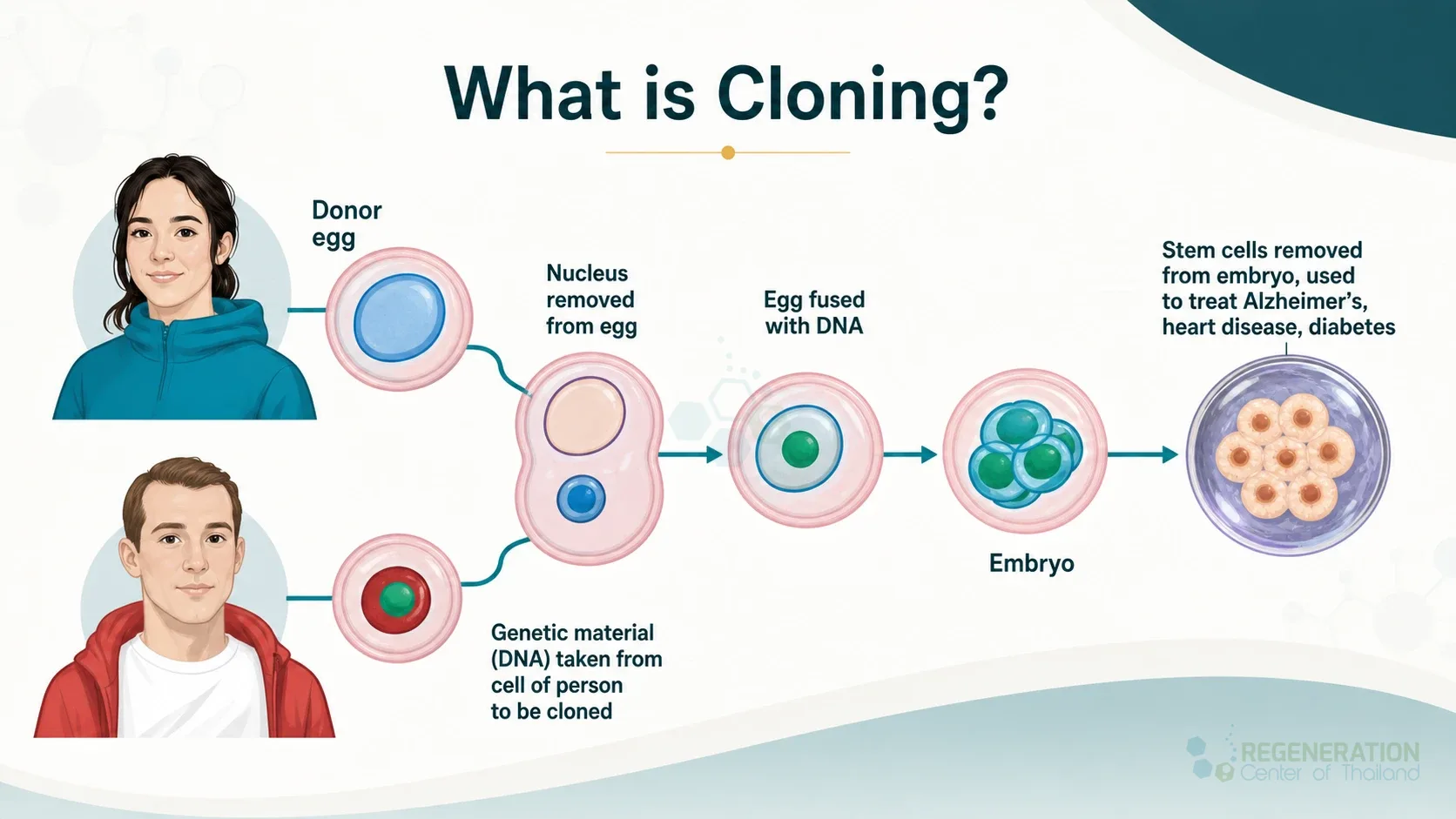 Human reproductive cloning process, unverified draft for medical and editorial review