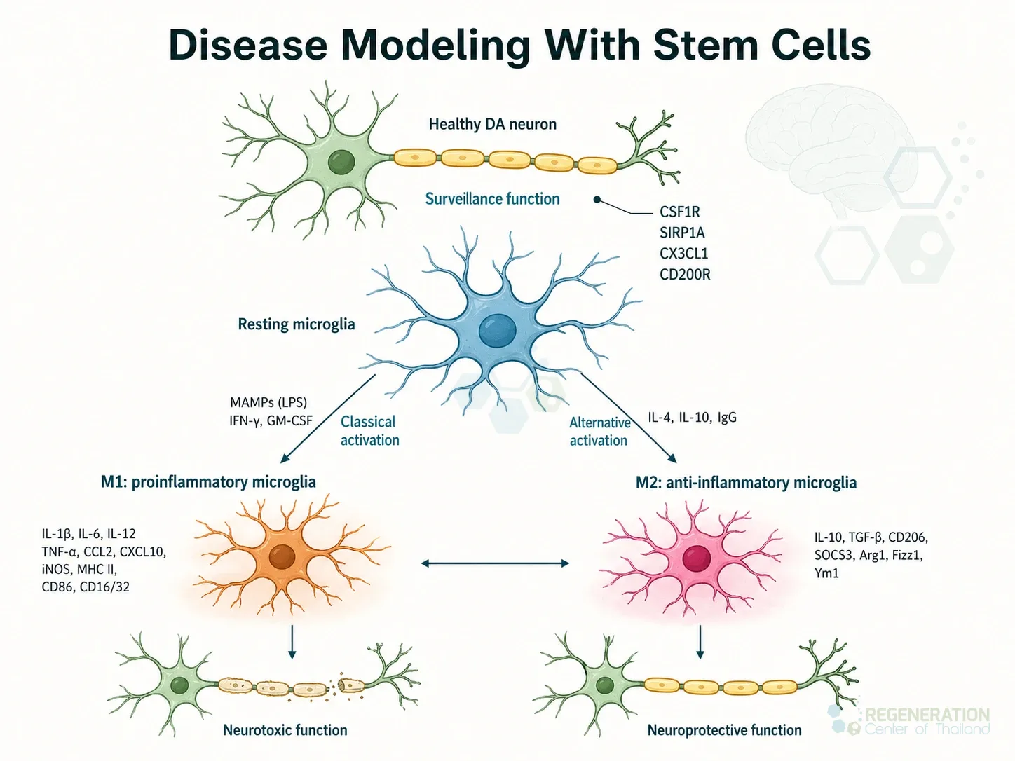 Clean clinical illustration for Disease Modeling With Stem Cells with concise explanatory text.