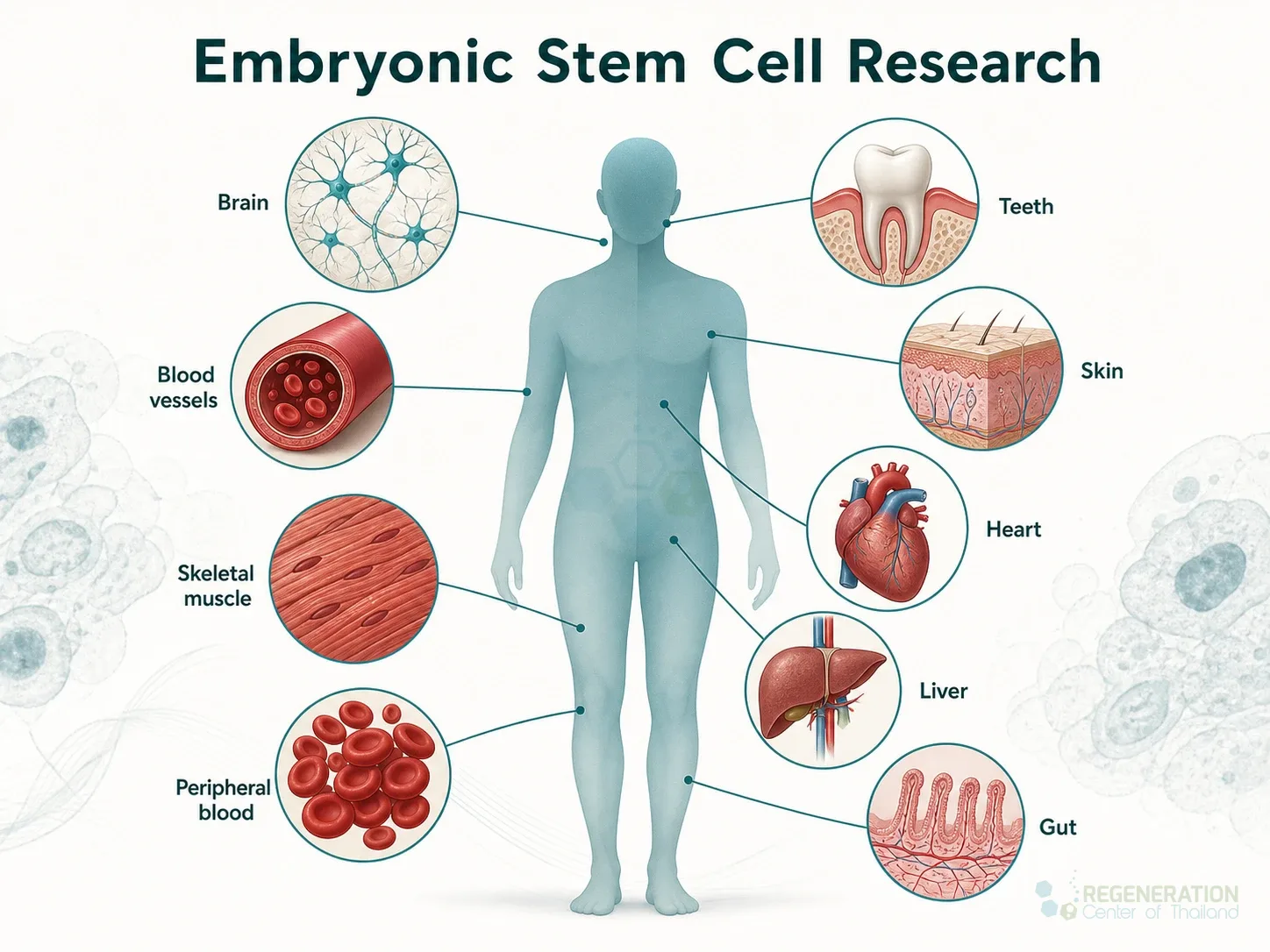 Clean clinical illustration for Embryonic Stem Cell Research with concise explanatory text.