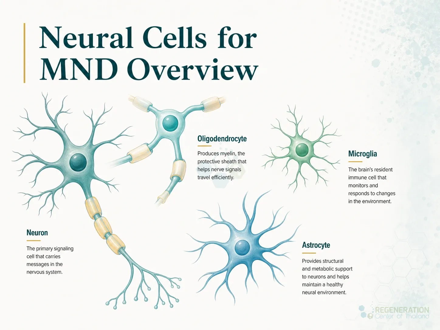 Clinical editorial image for Neural Cells for MND Overview, including the section headline.