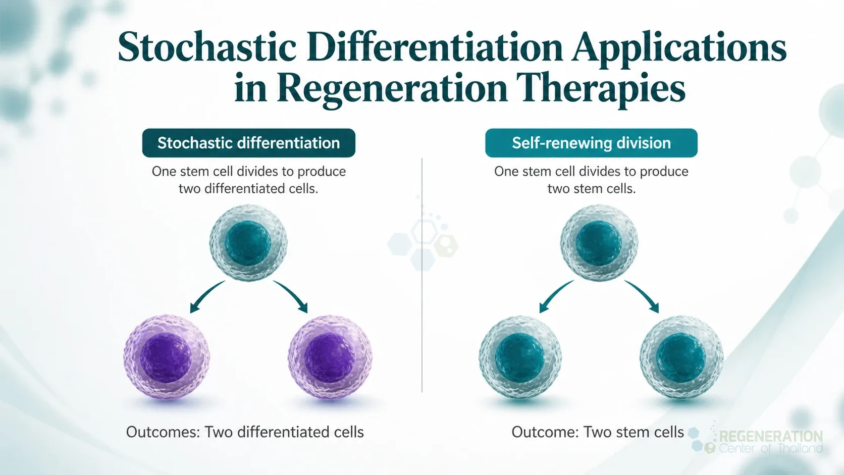 Stochastic differentiation and self-renewal, unverified draft for editorial review