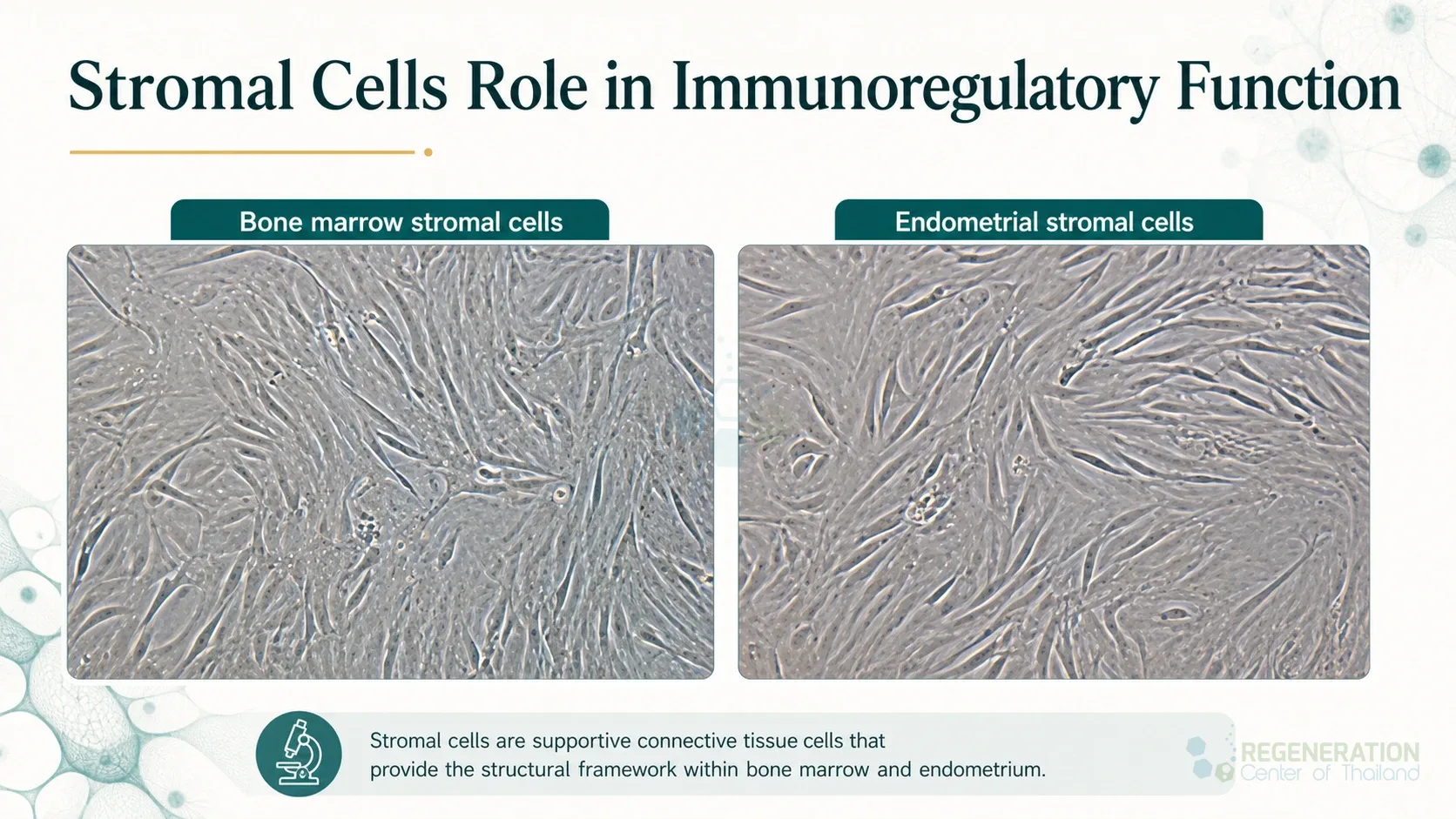 Clean clinical illustration for Stromal Cells Role in Immunoregulatory Function with concise explanatory text.