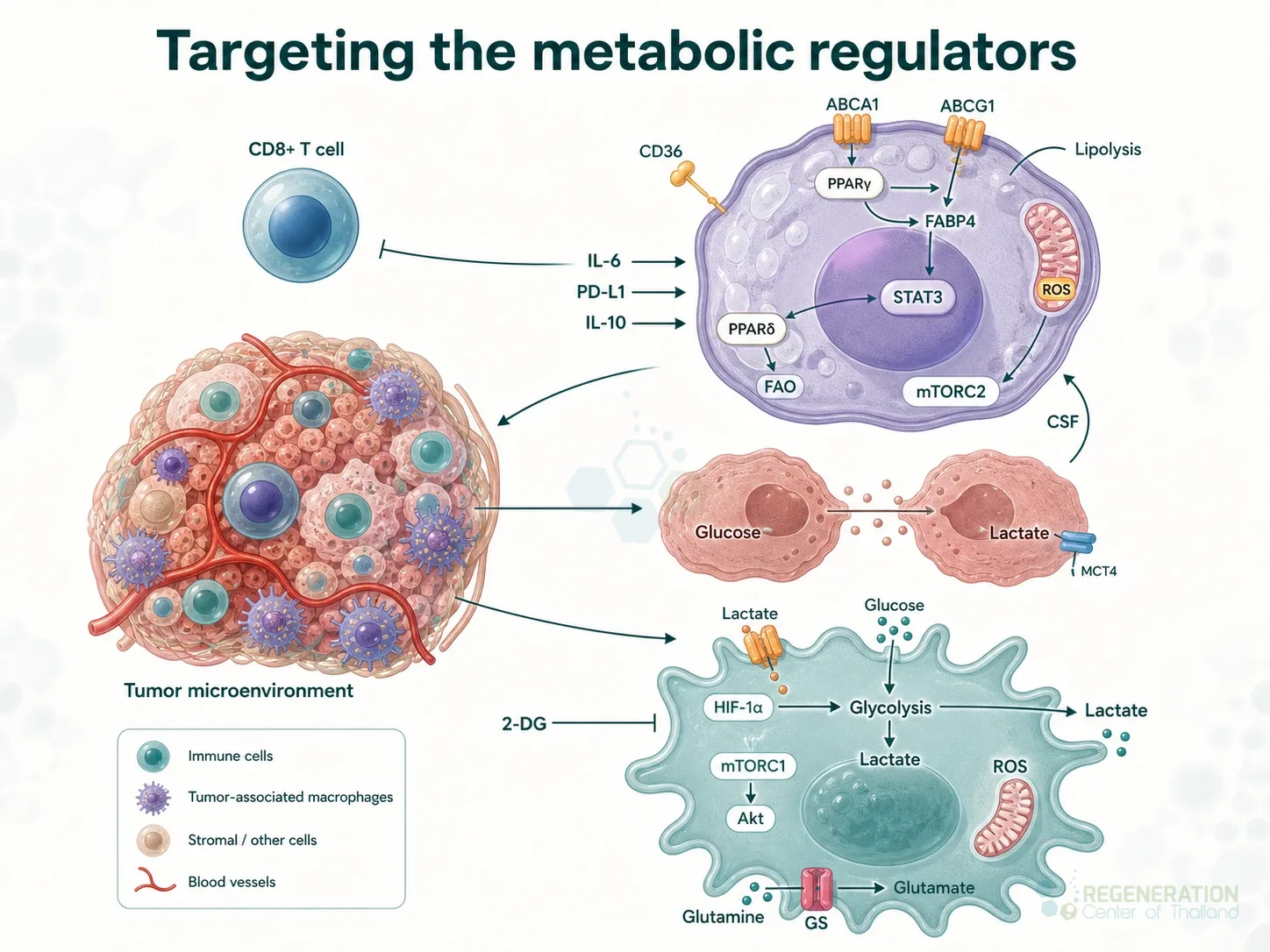 Tumor microenvironment metabolic regulators, unverified draft for medical and editorial review