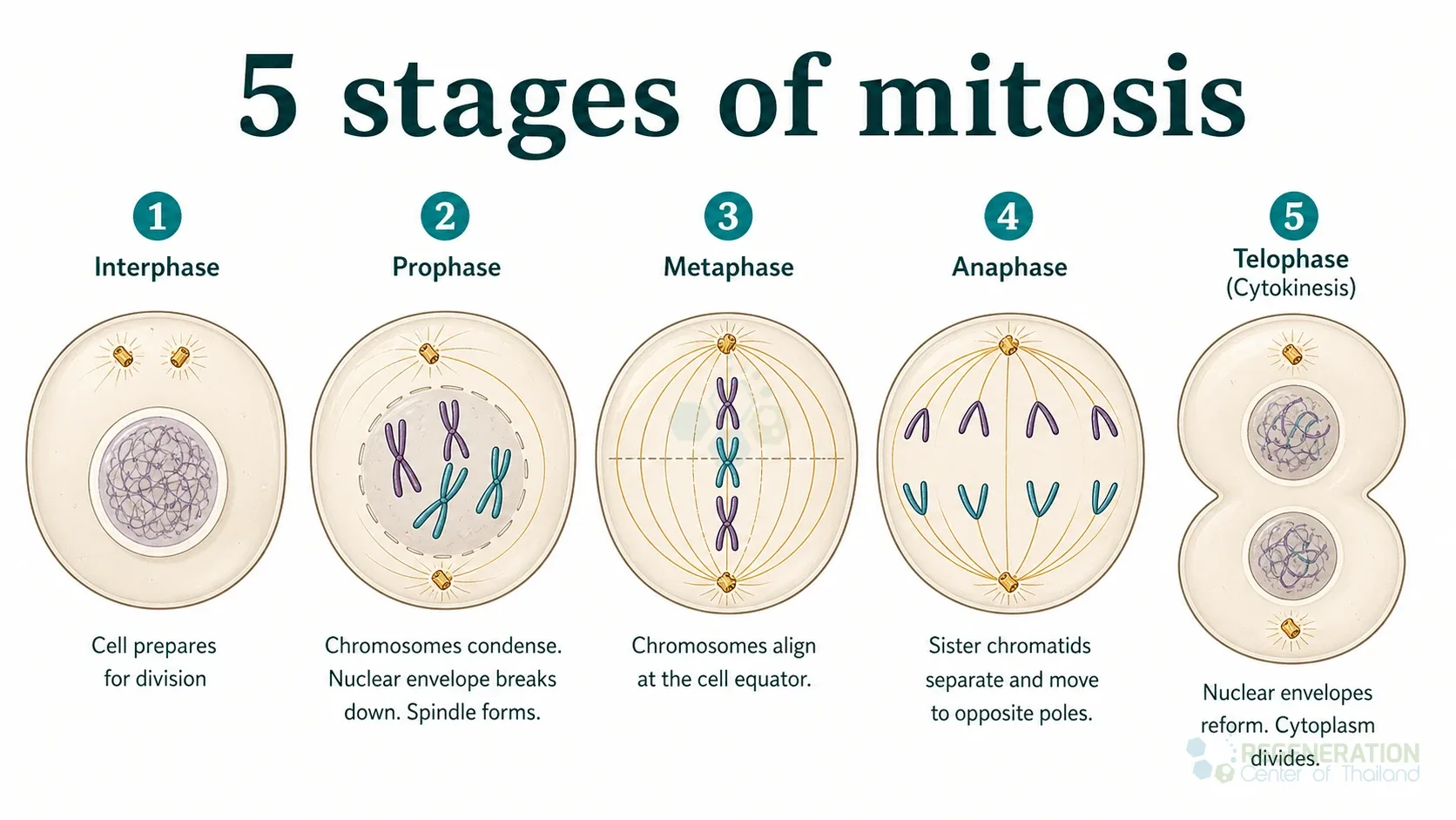 Clean clinical illustration for 5 stages of mitosis with concise explanatory text.