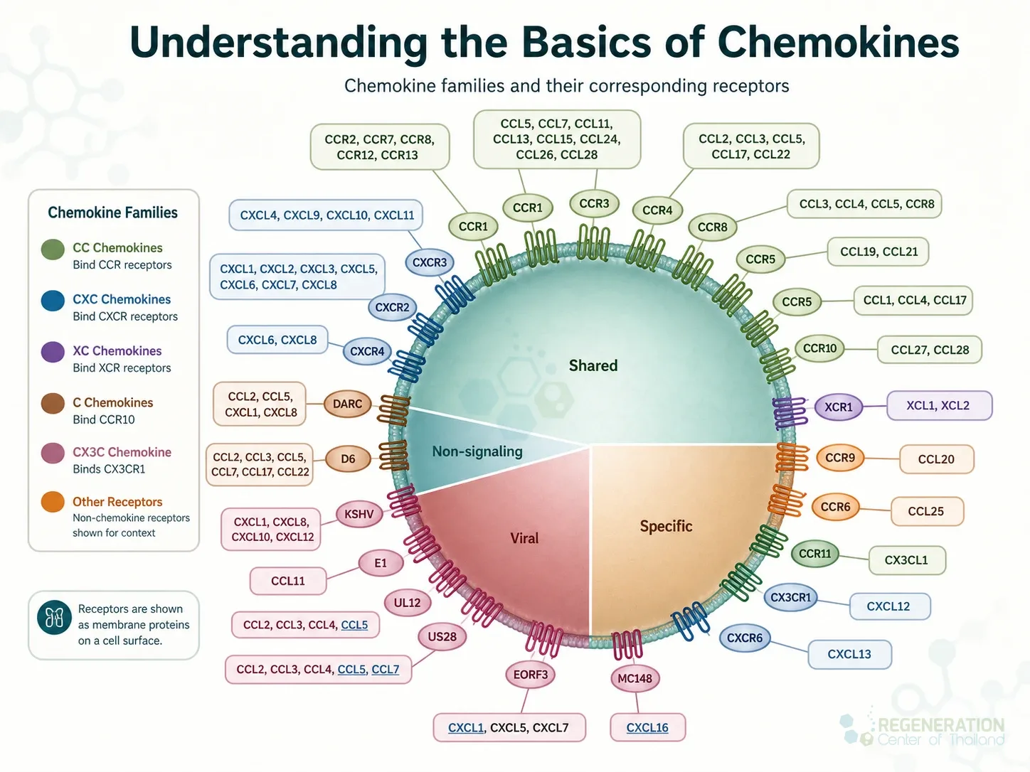 Clean clinical illustration for Understanding the Basics of Chemokines with concise explanatory text.