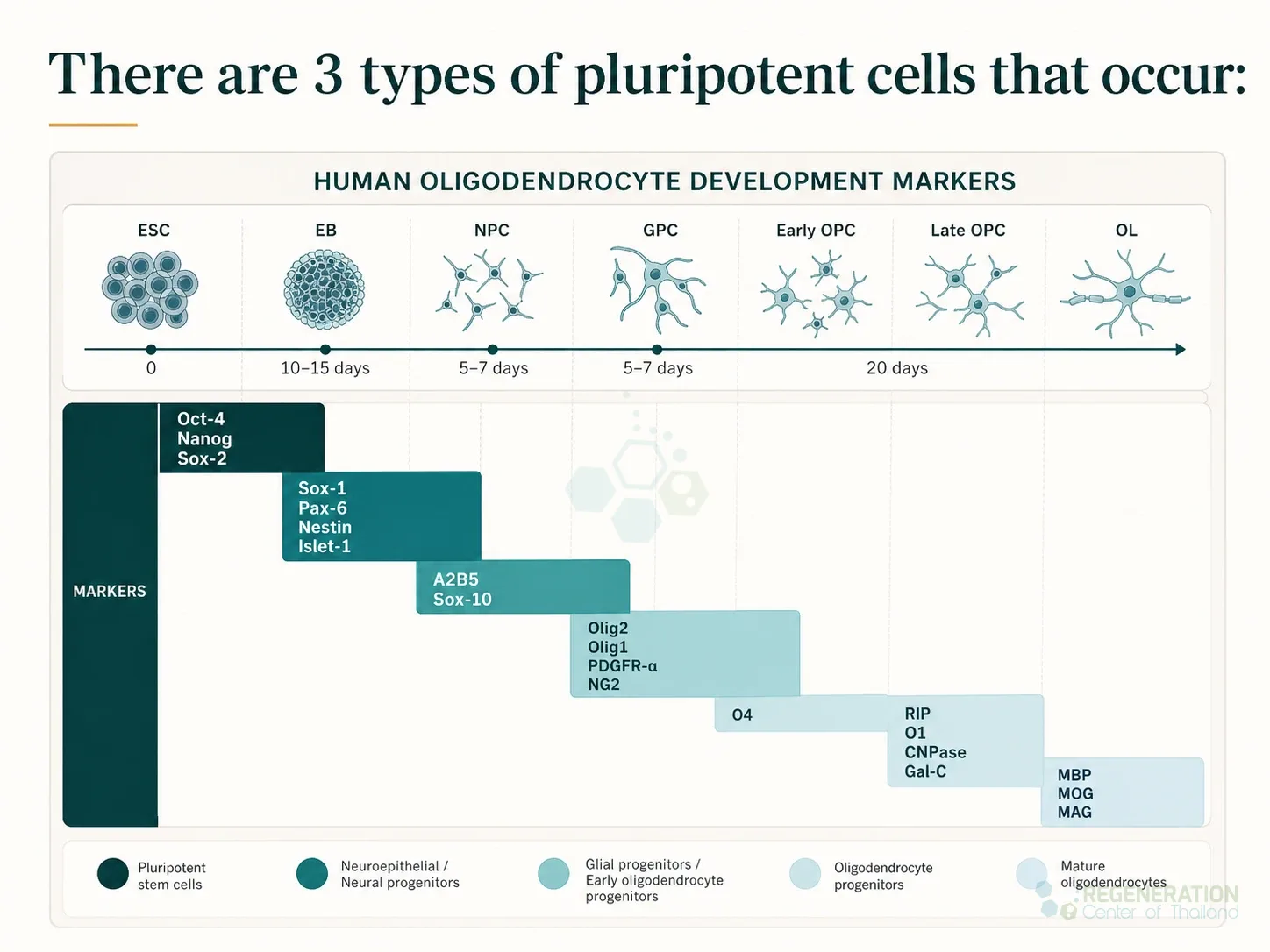 Oligodendrocyte development markers, unverified draft for editorial review