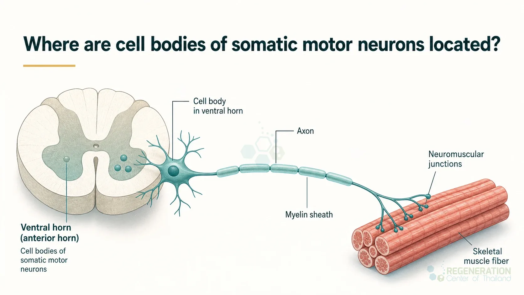 Clean clinical illustration for Where are cell bodies of somatic motor neurons located? with concise explanatory text.
