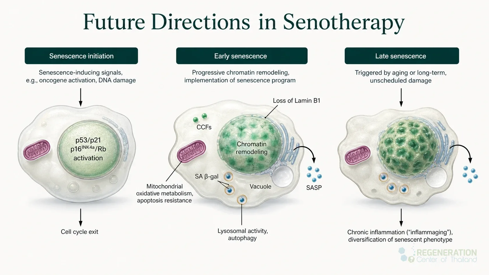Clean clinical illustration for Future Directions in Senotherapy with concise explanatory text.