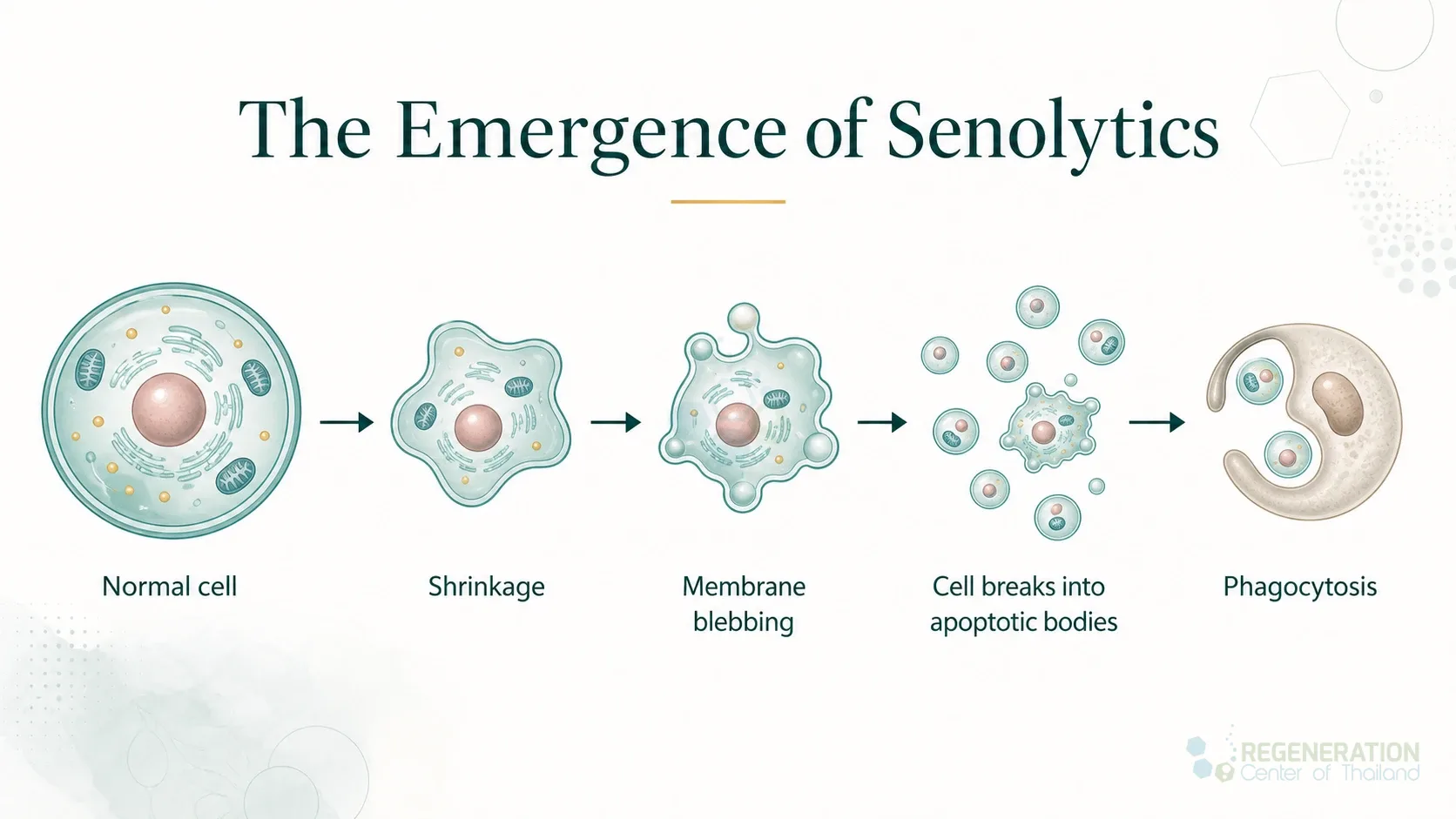Clean clinical illustration for The Emergence of Senolytics with concise explanatory text.